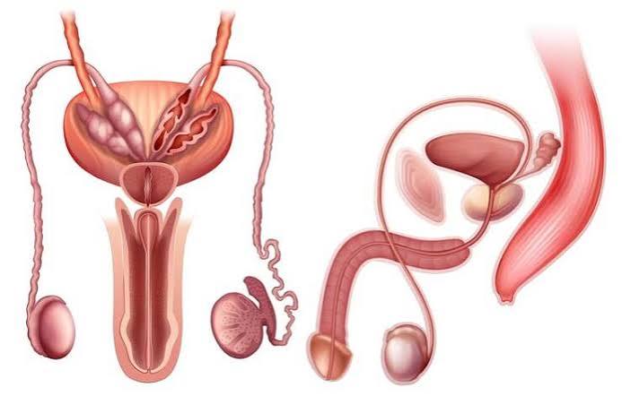 Anatomia e fisiologia envolvidas na resposta ejaculatória masculina
